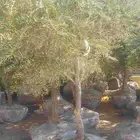 مشاتل الدمام تنسيق حدائق للاشجار السمكات