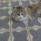 قطه انثئ با اعراضه صندوق طعام ومكان فضلات وبعض الالعاب مجانا