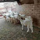 طليان ورخال حري تربية