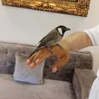 للبيع بلبول حساوي سوبر جامبو تربية شرط