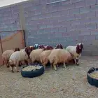 ذبائح للبيع خرفان نعيمي