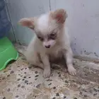 4 months female chihuahua tea cup she s very adorable