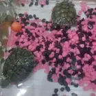 سلاحف للبيع