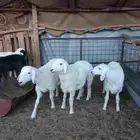 خرفان حريات
