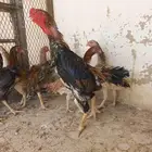 دجاج شامو ياباني