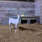 جفرة عمانية