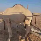حاشي للبيع