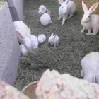 للبيع أرانب فرنسيه
