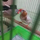 جوز زيبرا هولندي أورنج(تم البيع)