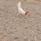 ديك بلدي ابيض
