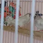 طبات زيبرا هولندي