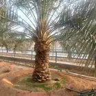 نقايل نخل خلاص