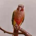 فندقة للطيور بجميع انواعها