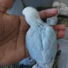 عرض على فروخ روز تقبل الغر بسهوله تعال واختار بنفسك اي واحد