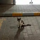 قطوه بيت للتبني نظيفه