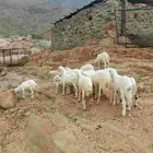 طليان تربية