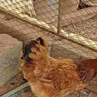 دجاجتين للبيع
