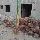 نخل للبيع عربي ووشنطني مكه المكرمه جده الطايف