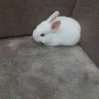 للبيع ارانب نوعيه فرنسي نظيف