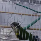 عرض على ذكر كنيور وذكر روز