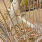 طيور وحيوانات