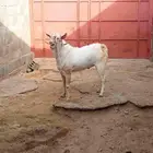 فحل بيشي ابرص فاخر