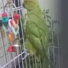 انثى ببغاء الدرة(تم البيع)