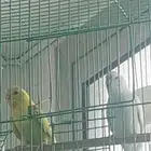 زوج طيور حب للبيع