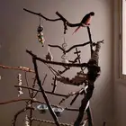 ستاند ببغاء جدييد كبيير بديل للقفص وشي رهيب ومميز