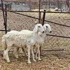 نعجتين ثنيه مضريع شرط