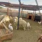 خروف نعيمي
