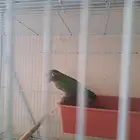 جوز كنيور بفروخه