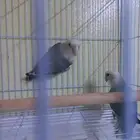 جوز روز(تم البيع)