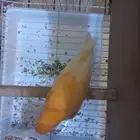 أنثى كناري جزري غامق (تم البيع)