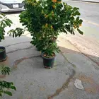 حمضيات-اشجار زينه-ورود -شتلات عطريه-تنسيق حدائق