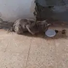 لتبني لوجه الله