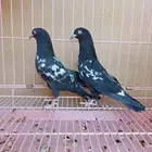 طبه رام بوري