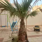 نخلة واشنطن للبيع