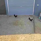 ديكين براهما وديكين بلدي