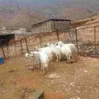ضان مقاني طيبة