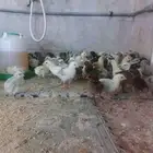 صوص بلدي للبيع