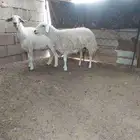 ضان حيل للبيع