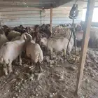 قصاص غنم مكينة شغل نضيف