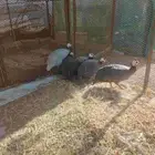 حجل او دجاج حبشي معه حوالي 50 بيضه