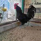 ديك اسود استرالوب