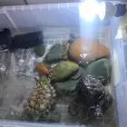 سلاحف الرد اير ذكر وانثي بملحقاتها