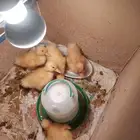 صوص بط بكيني عدد 5 وصوص دجاج عدد 2 للبيع