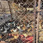 دجاج وديوك فوق 4 شهور الحبة 15 ريال