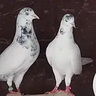 جوز جنسرا شباب ثاني إنتاج مشروط