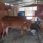بقرة مع حسيل للبيع